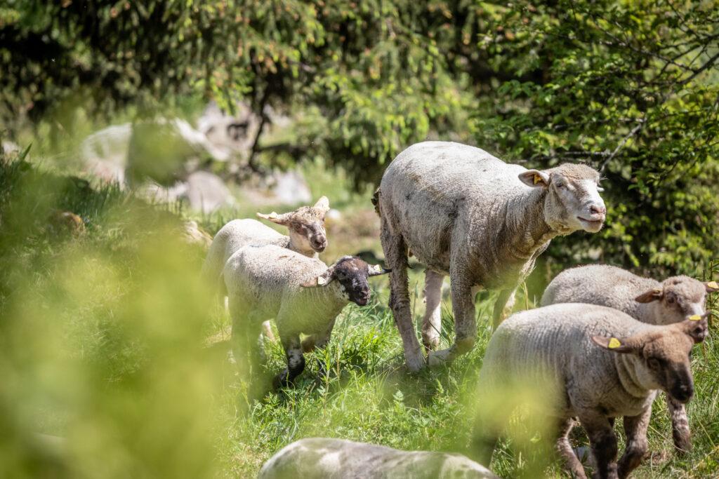 Ein ausgewachsenes Schaf und 4 Lämmer stehen auf einer Weide unter einer Tanne.